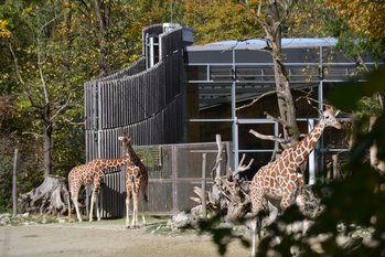 ACHTERBERG INGENIEURE -- Home-GIRAFFENHAUS